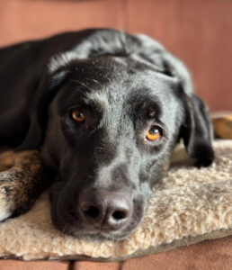 Coco Zorro Dogsavior Apr25 2