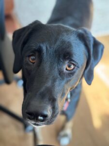 Coco Zorro Dogsavior Apr25 3