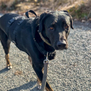Coco Zorro Dogsavior Apr25 4