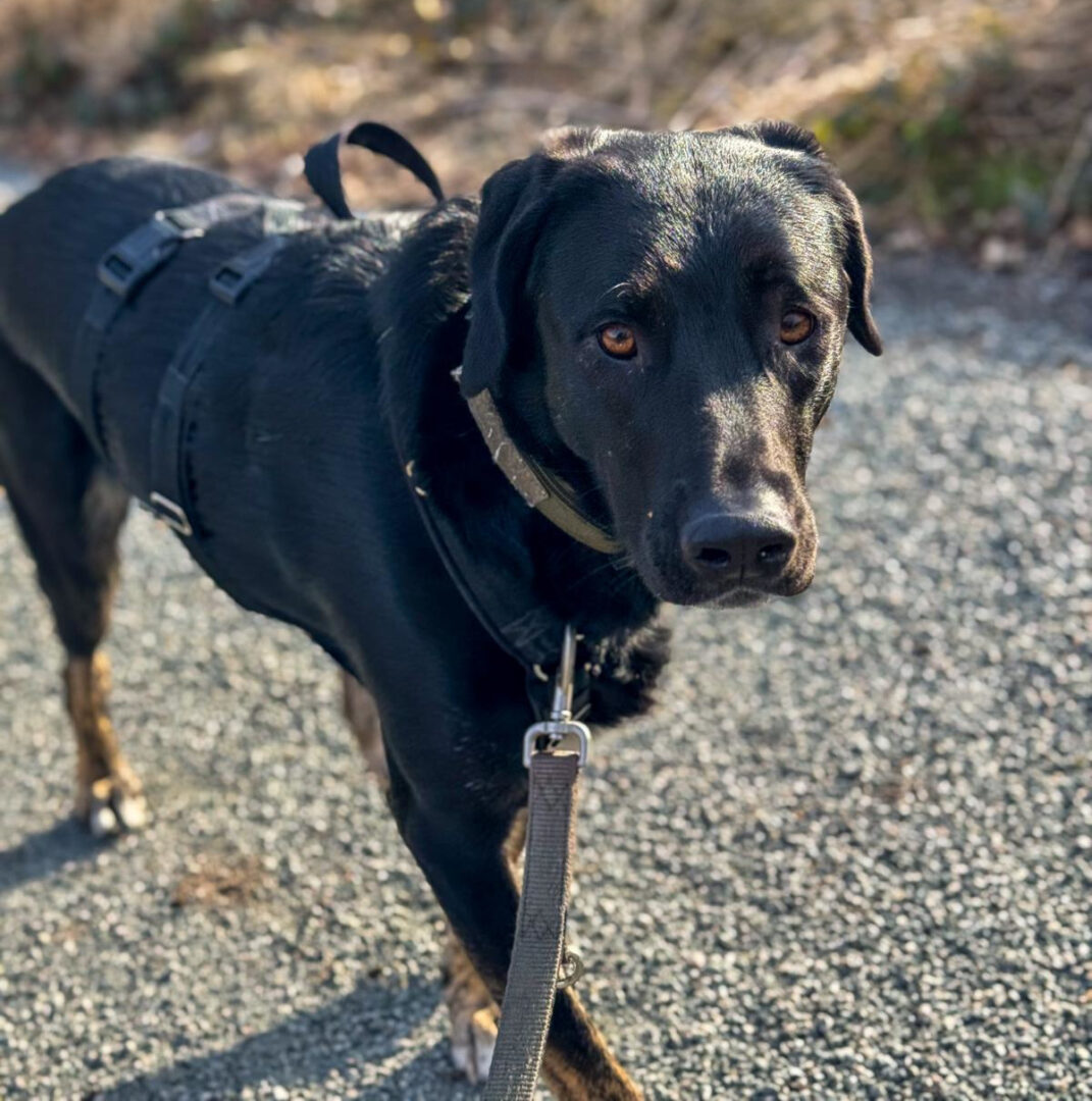 Coco Zorro Dogsavior Apr25 4