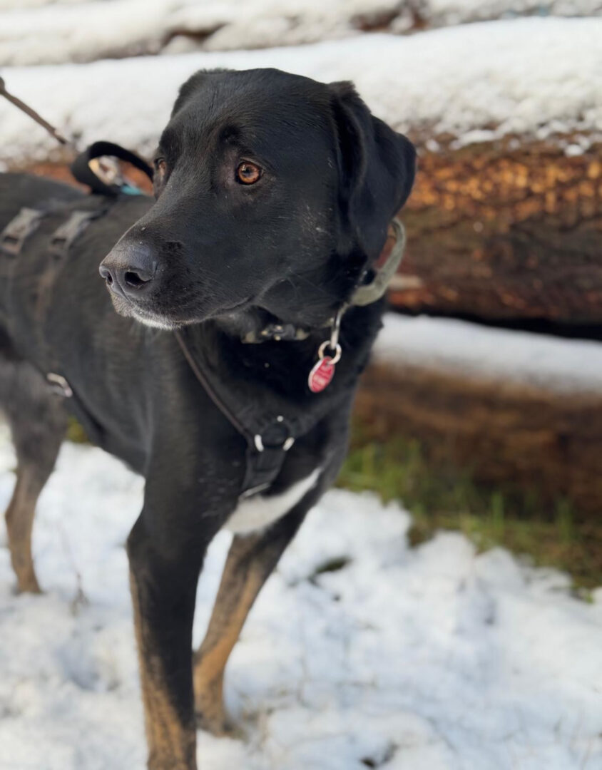 Coco Zorro Dogsavior Apr25 5