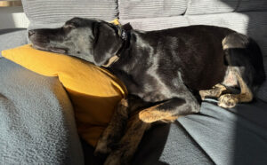 Coco Zorro Dogsavior Apr25 8