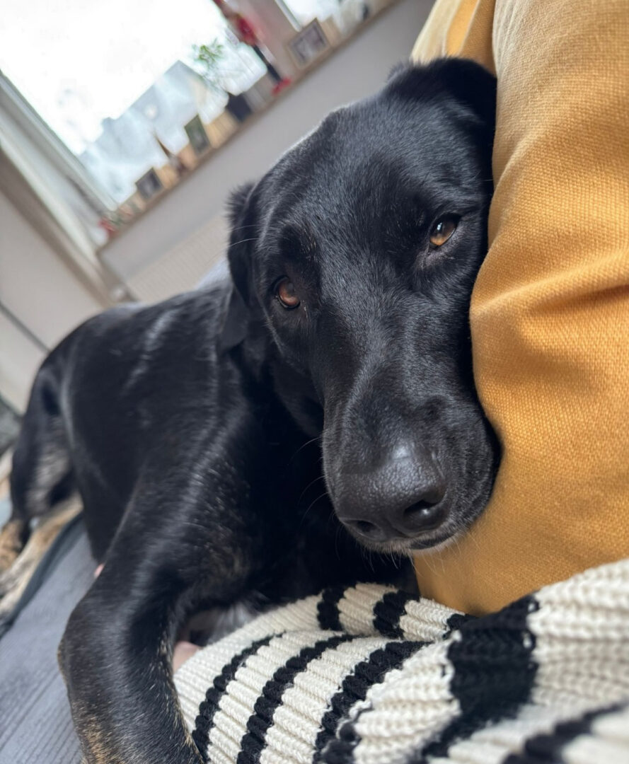 Coco Zorro Dogsavior Apr25 9