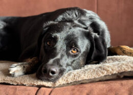 Coco Zorro Dogsavior Apr25 Beitragsbild