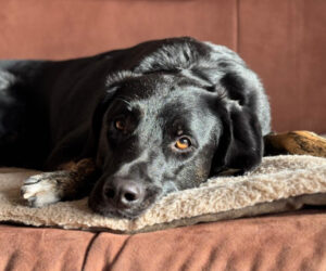 Coco Zorro Dogsavior Apr25 Beitragsbild