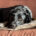 Coco Zorro Dogsavior Apr25 Beitragsbild