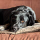 Coco Zorro Dogsavior Apr25 Beitragsbild