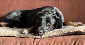 Coco Zorro Dogsavior Apr25 Social Media