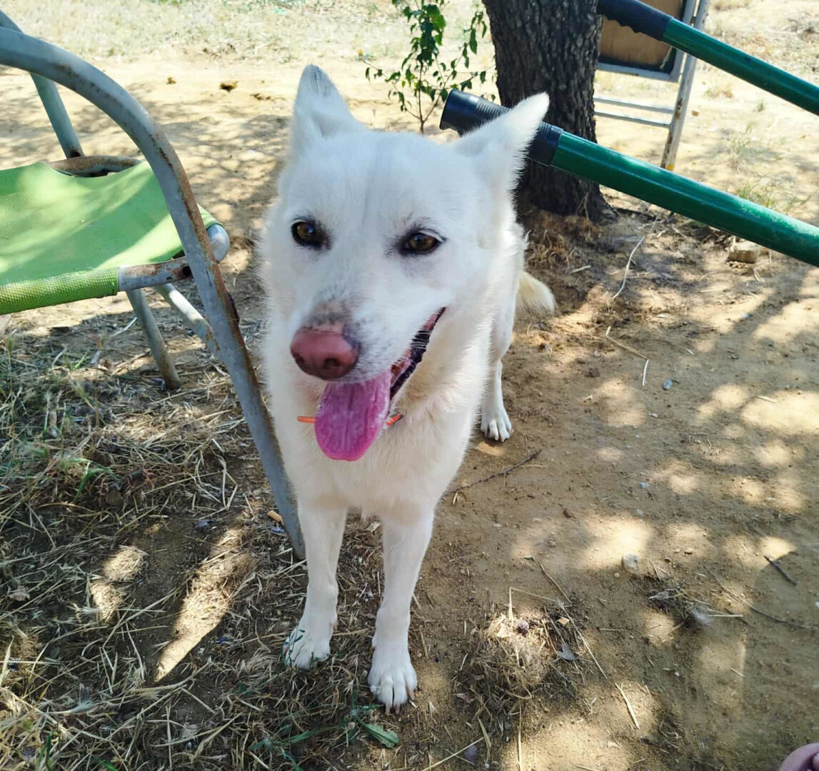Ekavi Zorro Dogsavior Jul25 1