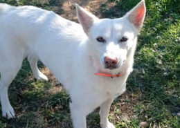 Ekavi Zorro Dogsavior Jul25 Beitragsbild