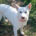 Ekavi Zorro Dogsavior Jul25 Beitragsbild