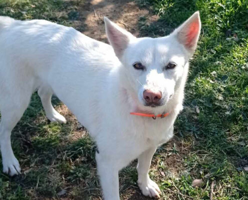 Ekavi Zorro Dogsavior Jul25 Beitragsbild