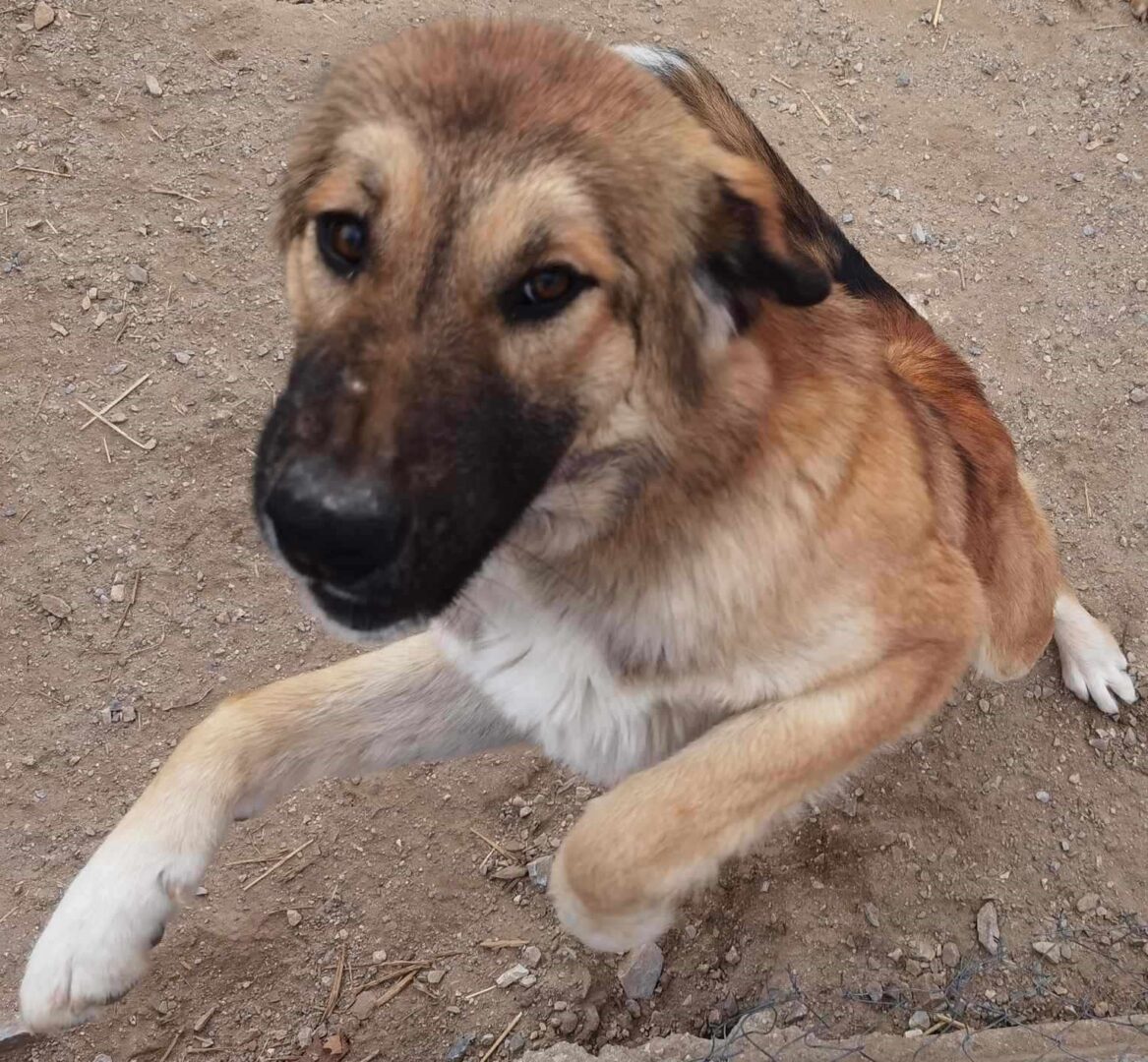 Nova Zorro Dogsavior Feb25 1