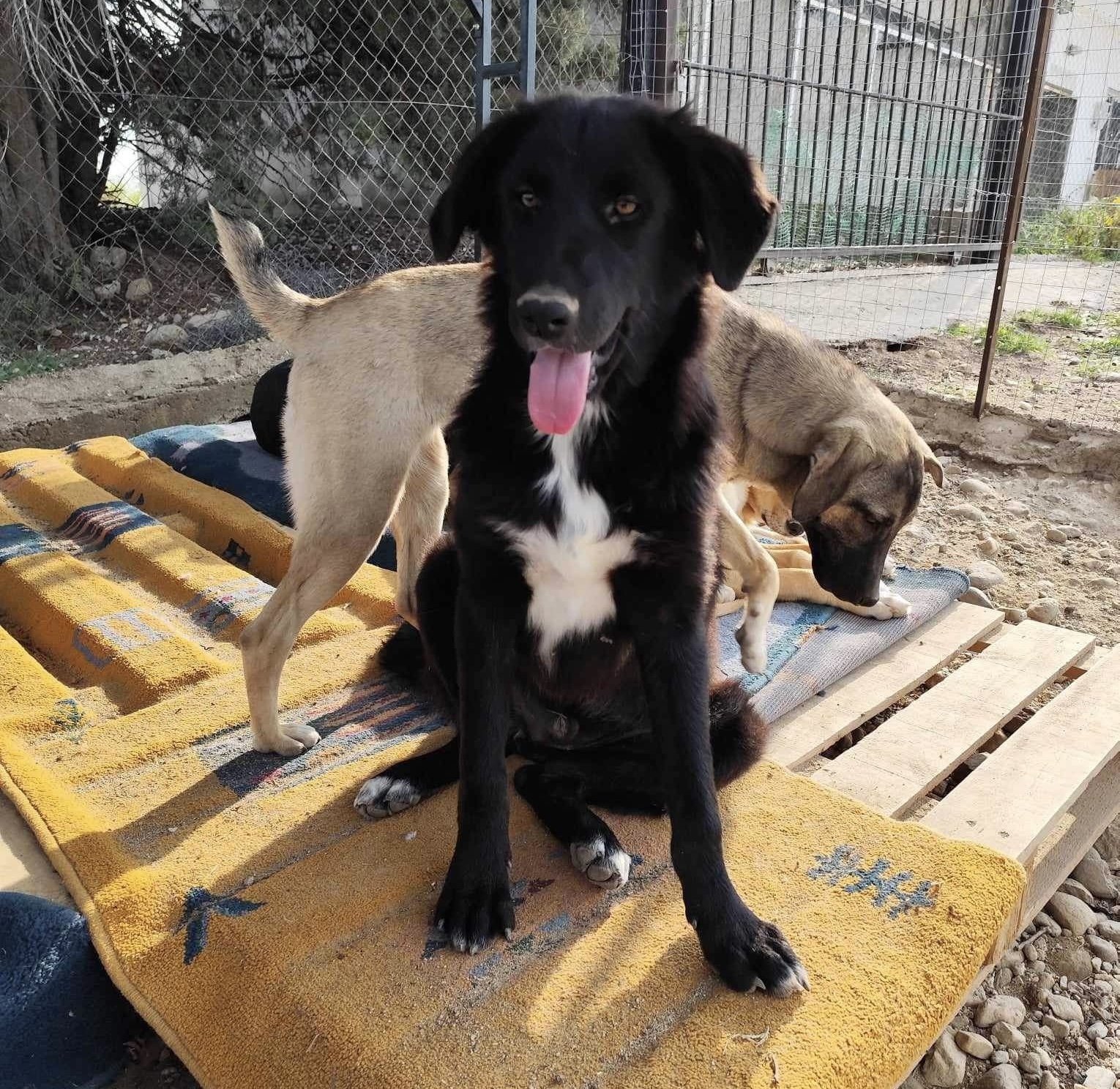 Rover Zorro Dogsavior Dez24 3