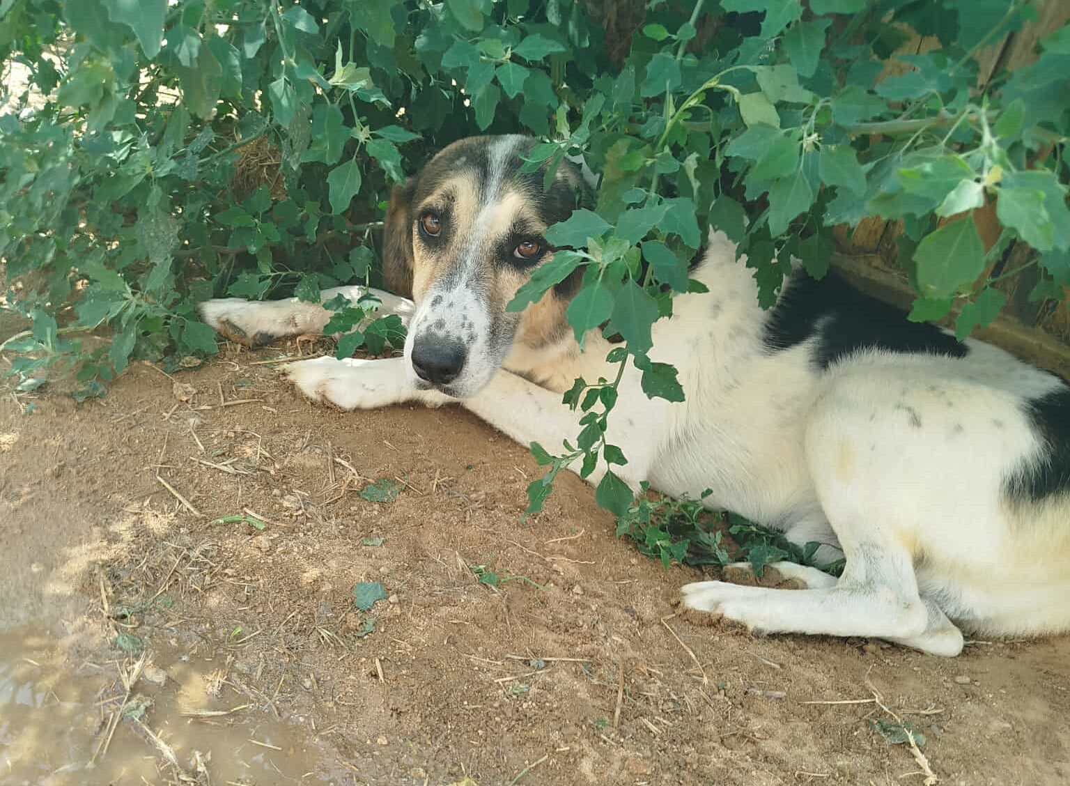 Sol Zorro Dogsavior Sep25 1