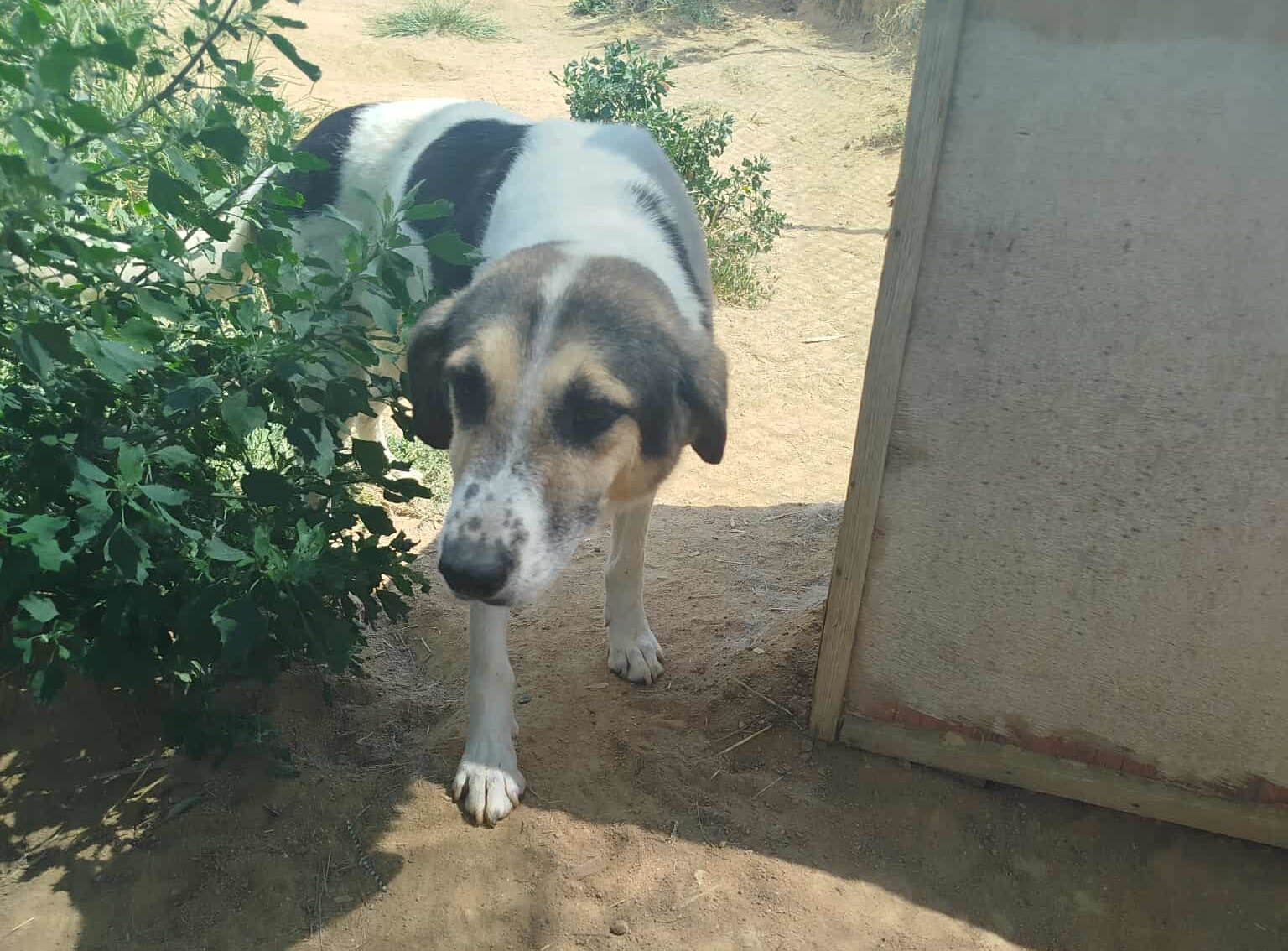 Sol Zorro Dogsavior Sep25 2