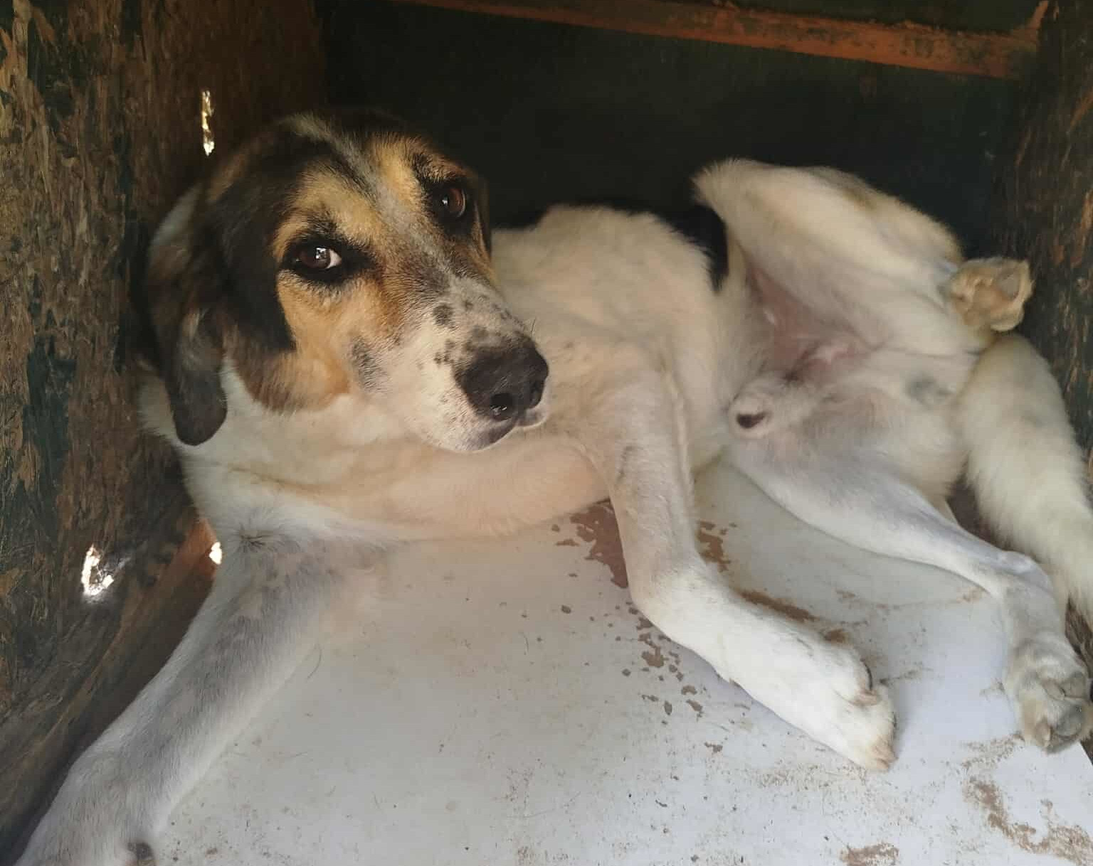 Sol Zorro Dogsavior Sep25 3