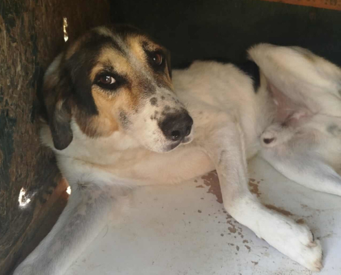 Sol Zorro Dogsavior Sep25 Beitragsbild