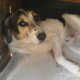 Sol Zorro Dogsavior Sep25 Beitragsbild