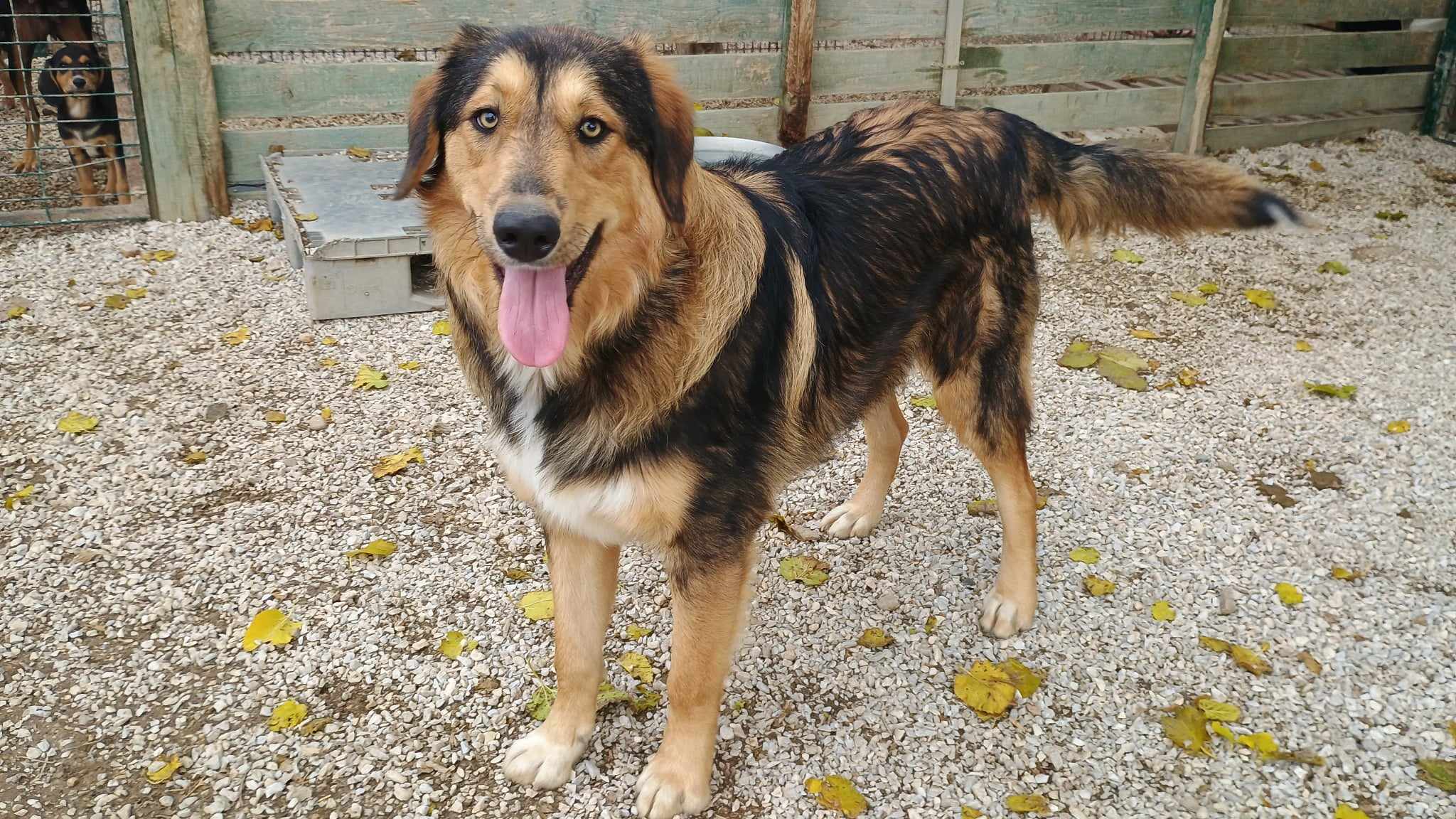 Toby Zorro Dogsavior Dez24 1