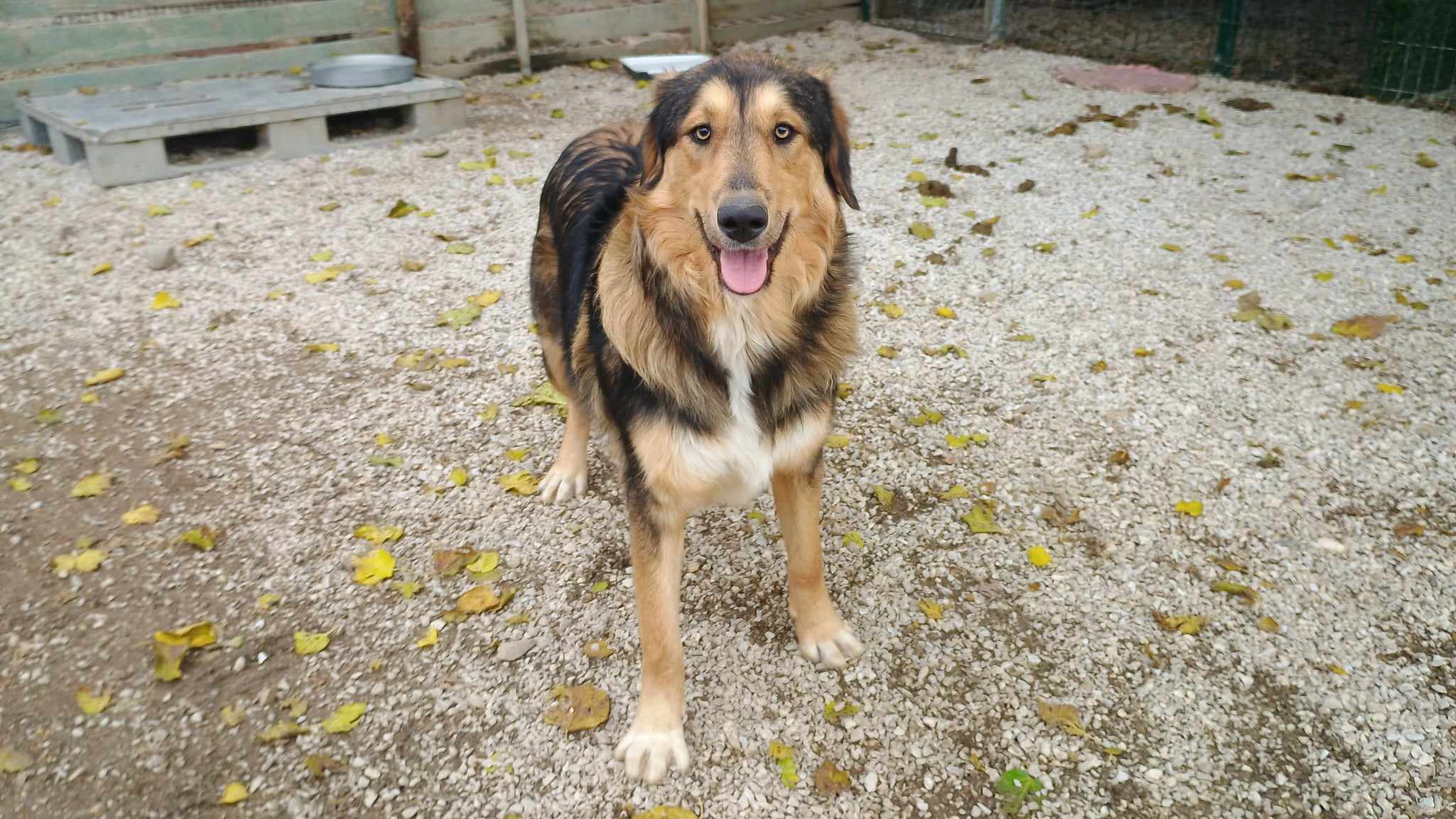 Toby Zorro Dogsavior Dez24 2