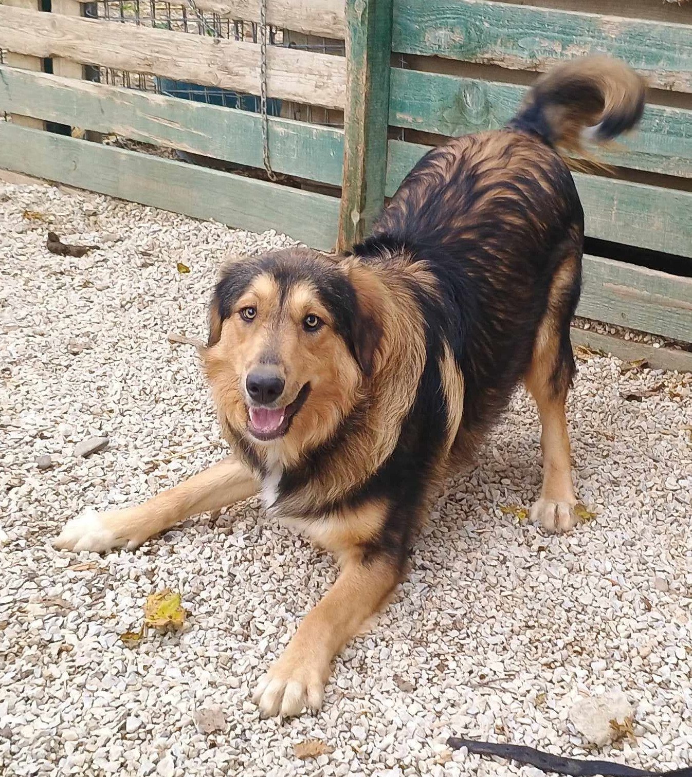 Toby Zorro Dogsavior Dez24 3