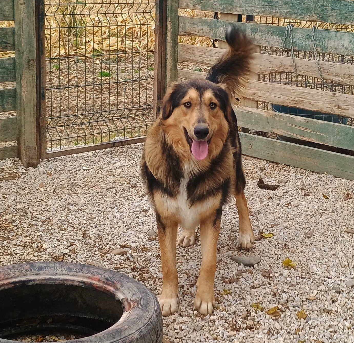 Toby Zorro Dogsavior Dez24 4