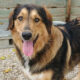 Toby Zorro Dogsavior Dez24 Beitragsbild