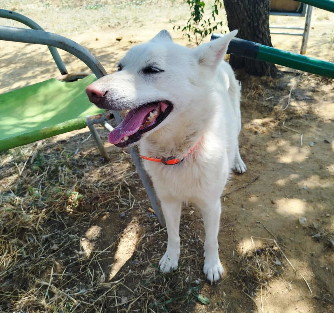 Weißer Hund mit Halsband neben grünem Gartenstuhl im Schatten.