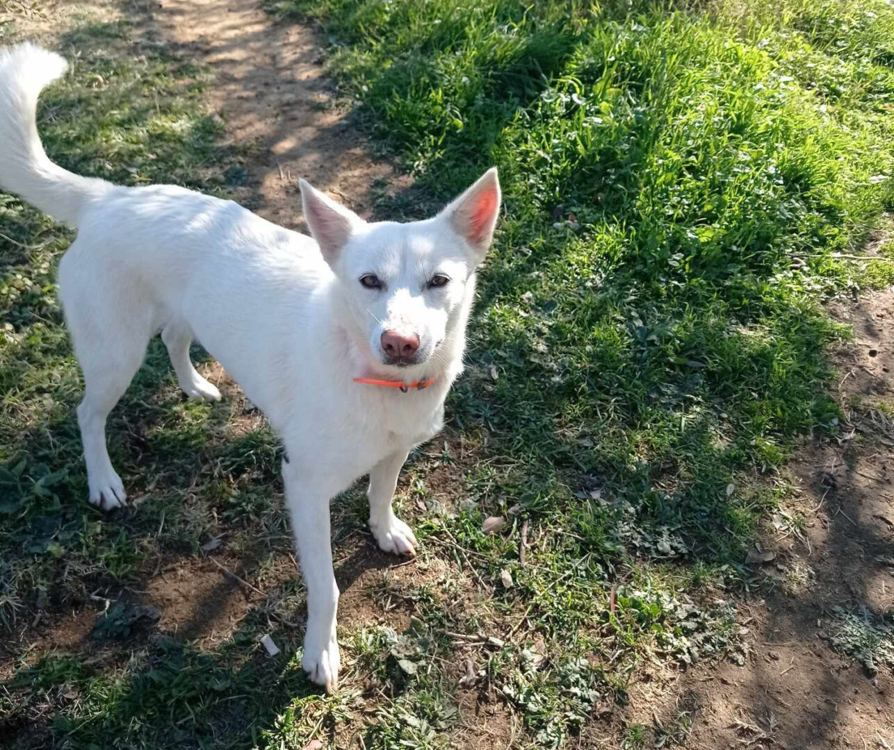 Weißer Hund auf grünem Rasen mit sonnigem Hintergrund in einem Park.