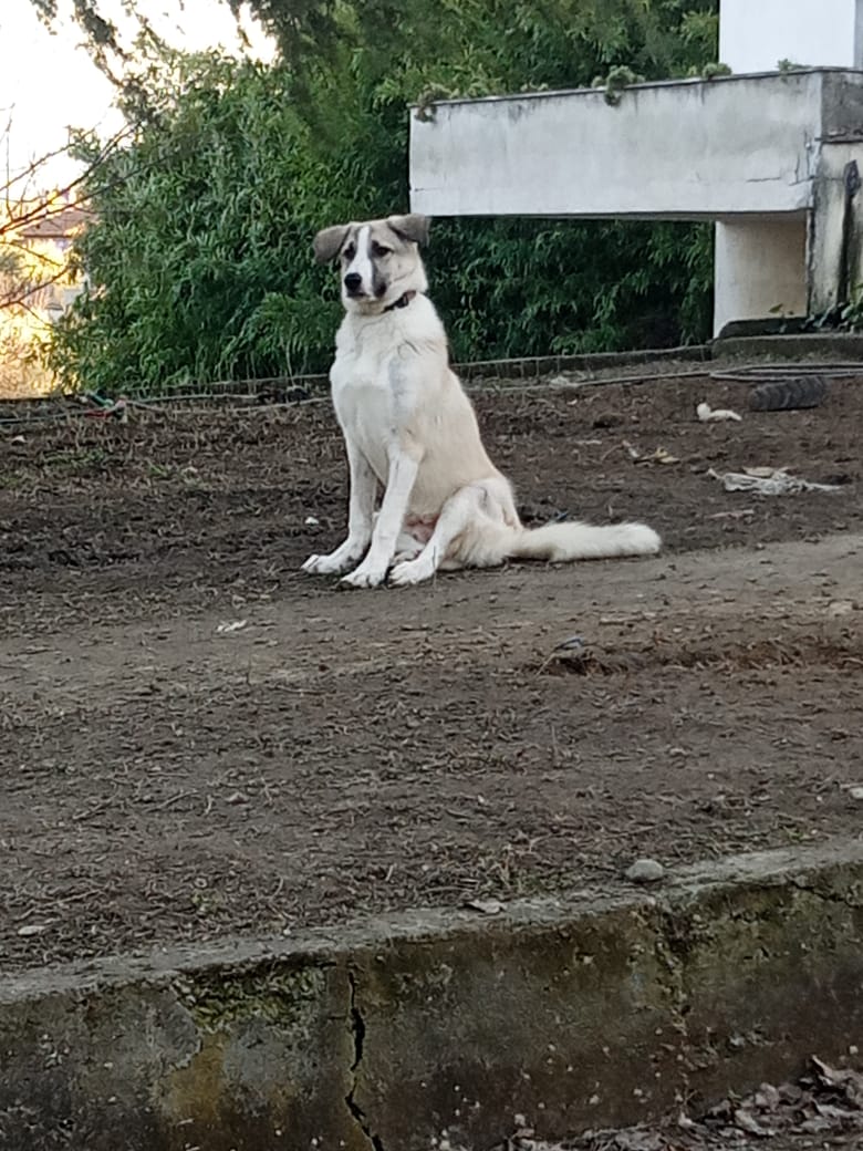 Jojo Zorro Dogsavior Feb25 1