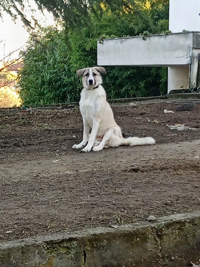Jojo Zorro Dogsavior Feb25 2