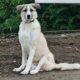 Jojo Zorro Dogsavior Feb25 Beitragsbild