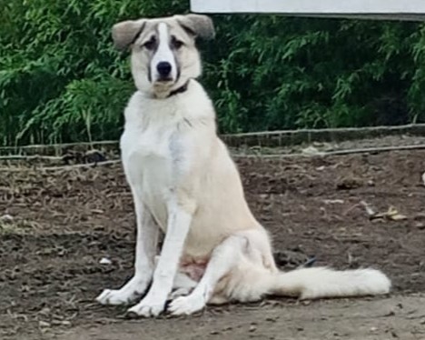 Jojo Zorro Dogsavior Feb25 Beitragsbild