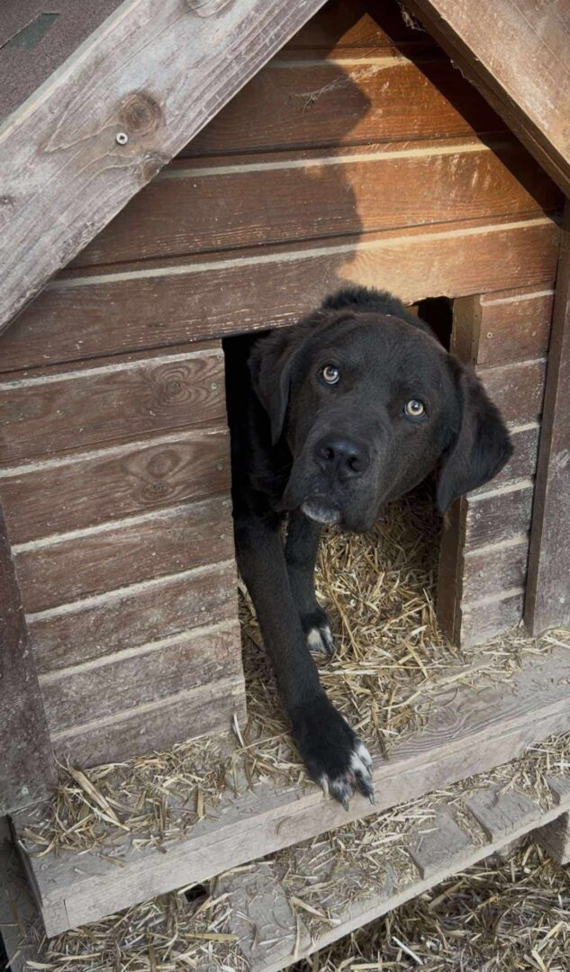 Lambo Zorro Dogsavior Mär25 5