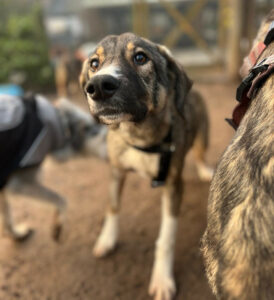 Maria Zorro Dogsavior Dez24 1