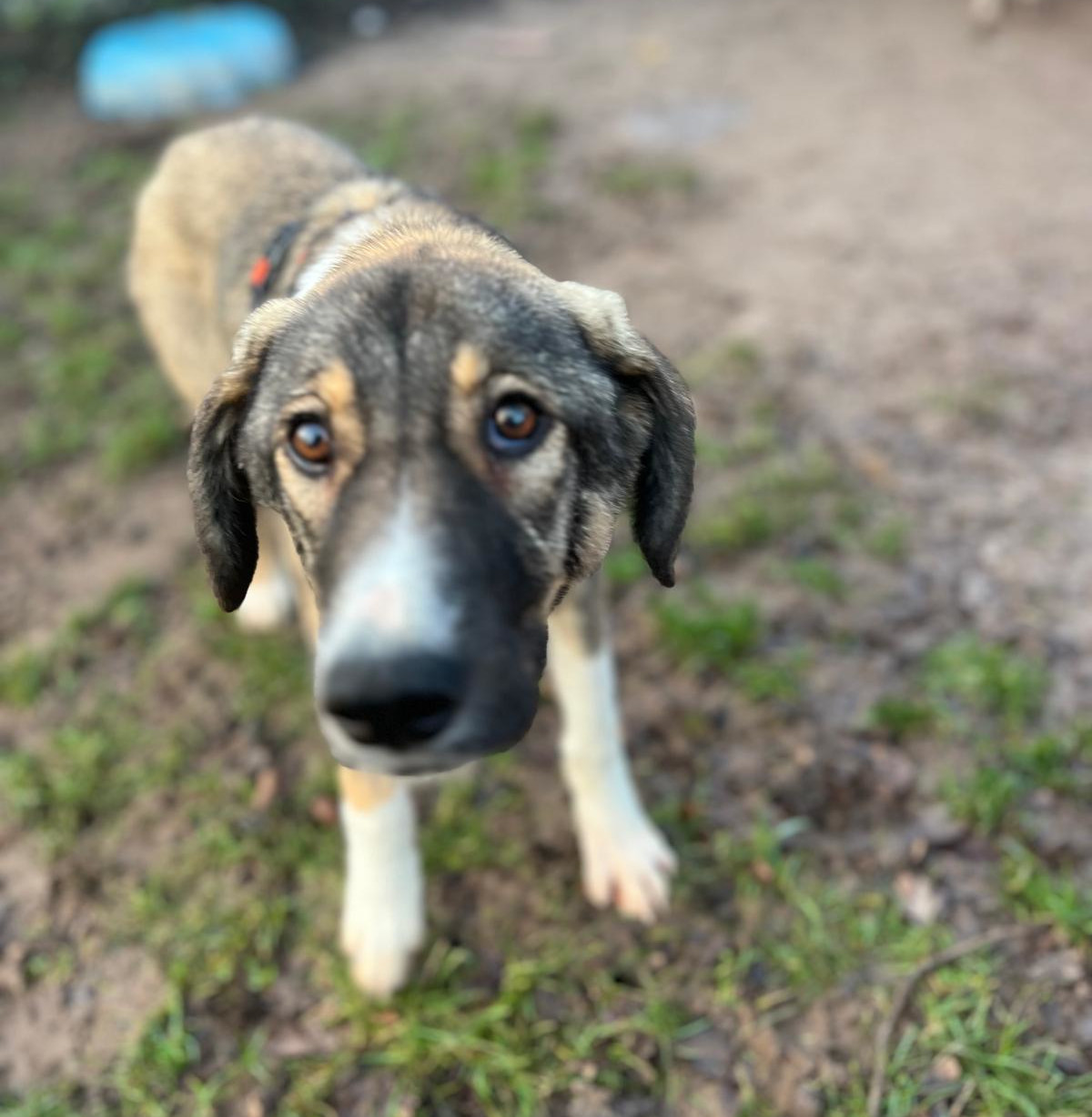 Maria Zorro Dogsavior Dez24 2