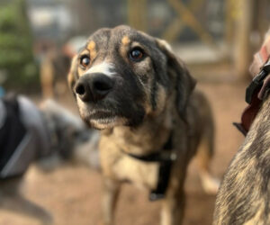 Maria Zorro Dogsavior Dez24 Beitragsbild