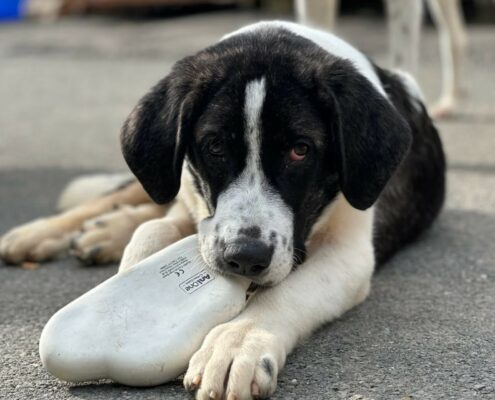 Mojo Zorro Dogsavior Jan25 Beitragsbild