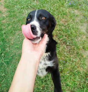 Rana Zorro Dogsavior Sep25 1