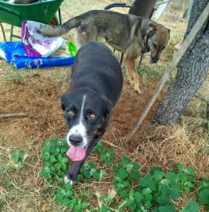 Rana Zorro Dogsavior Sep25 2