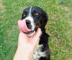 Rana Zorro Dogsavior Sep25 Beitragsbild