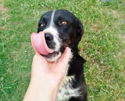 Rana Zorro Dogsavior Sep25 Beitragsbild