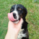 Rana Zorro Dogsavior Sep25 Beitragsbild