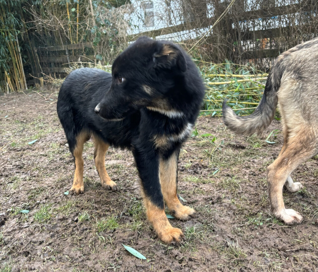 Rio Zorro Dogsavior Feb25 2
