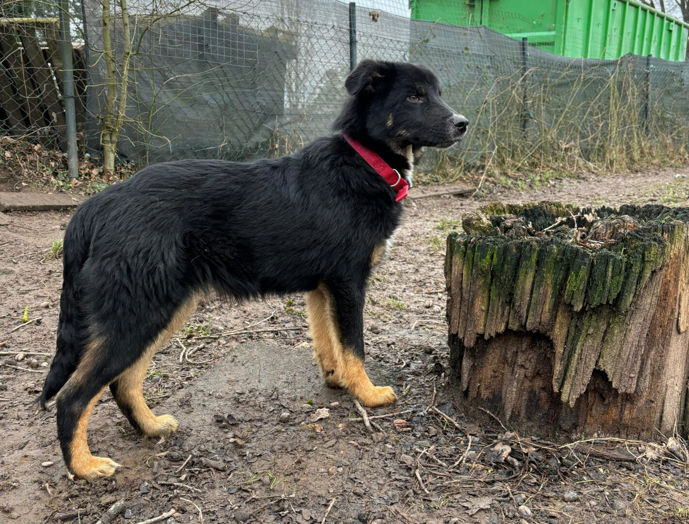 Rio Zorro Dogsavior Feb25 4