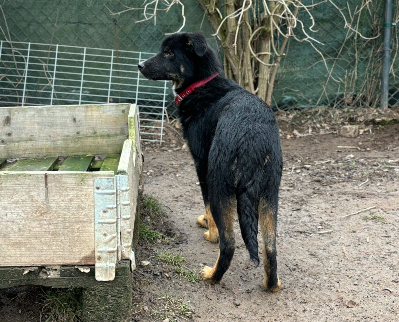 Rio Zorro Dogsavior Feb25 5