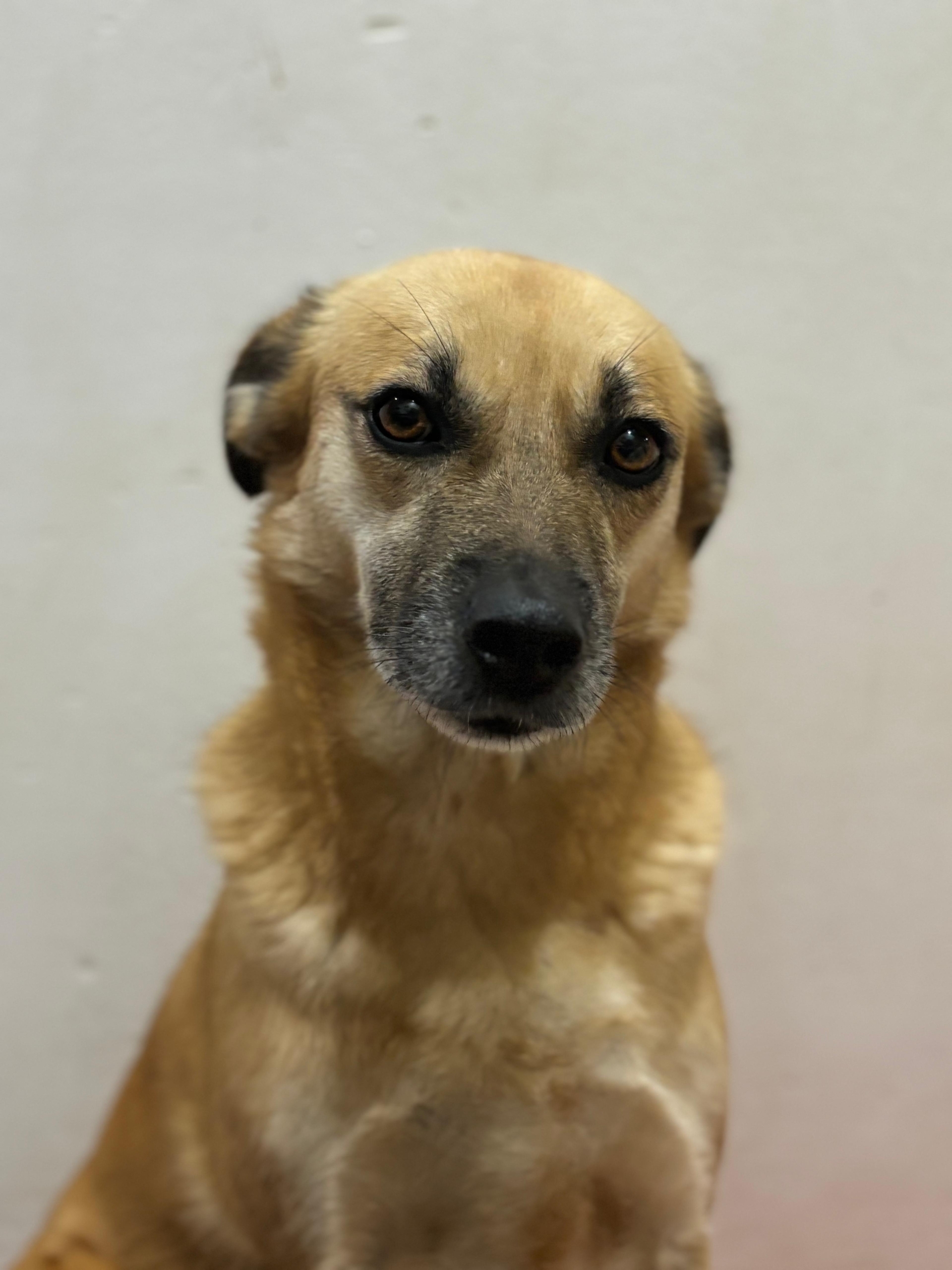 Shortie Zorro Dogsavior Dez25 3