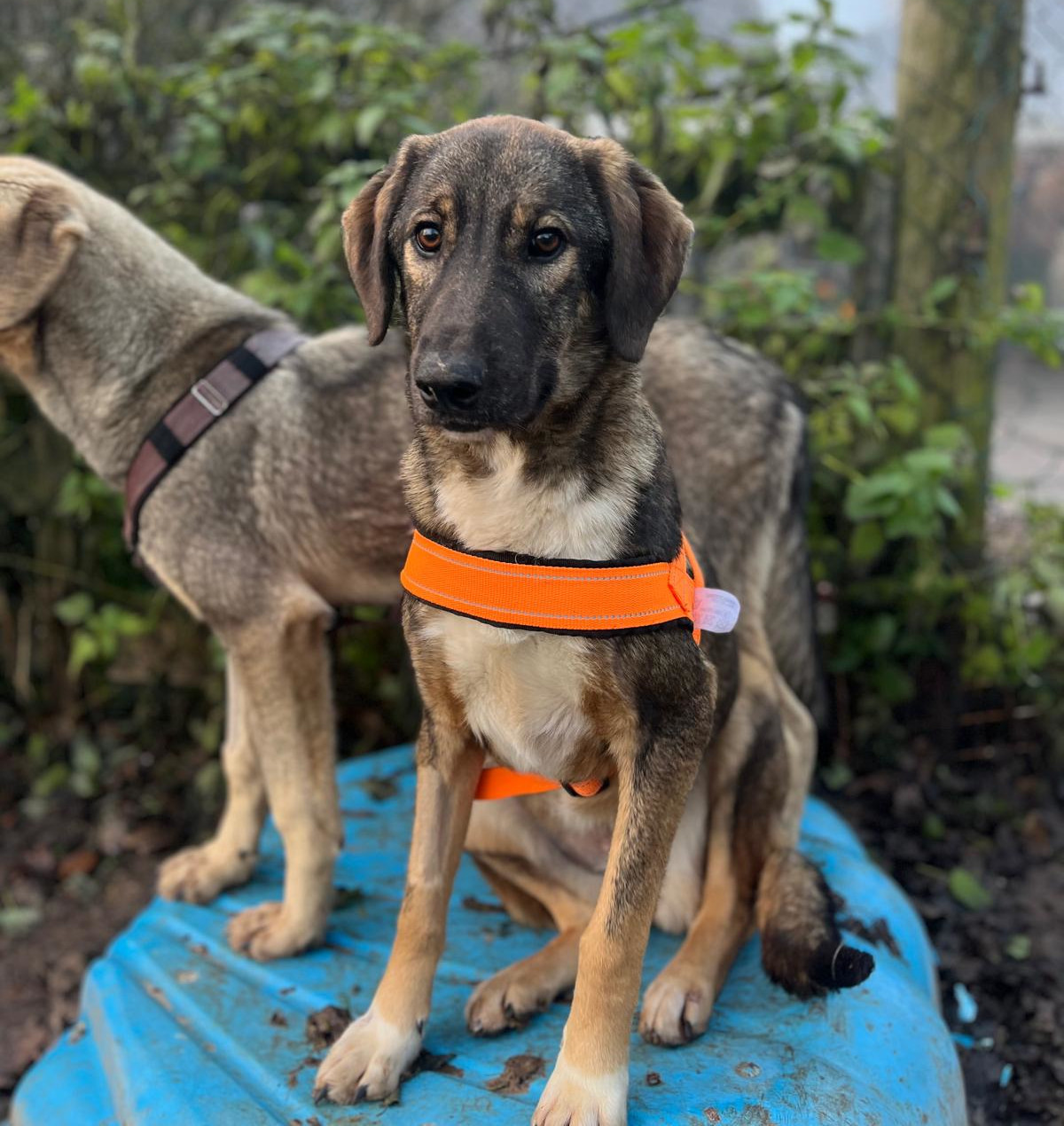 Siska Zorro Dogsavior Dez24 1