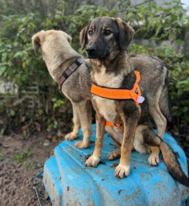 Siska Zorro Dogsavior Dez24 2